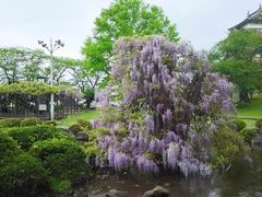 ゆみぶさんの高島公園の藤の花の投稿写真1