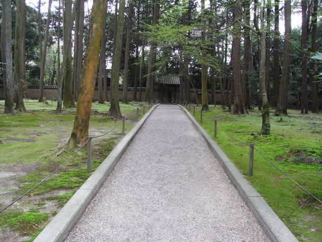 唐招提寺の蓮