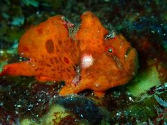 񂳂̃_CrOVbvMIUւ̓eʐ^2