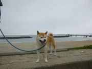 悿񂳂̐璹PlC̓eʐ^1