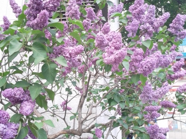 ���F�̃��C���b�N_��ʌ���