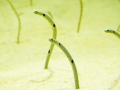 킳̐䂤݂̓mقւ̓eʐ^1