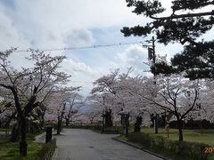 マックさんの鶴岡公園の桜の投稿写真4