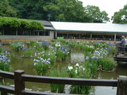 Ԃ񂳂̑ɕ{V{̉ԏҊ̓eʐ^1