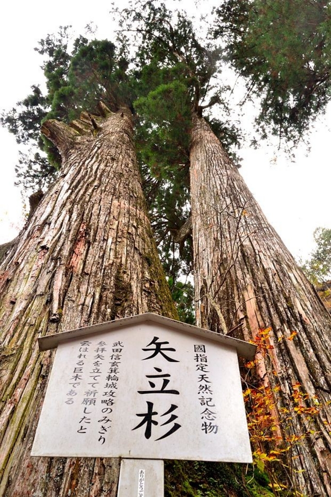 榛名神社の矢立杉