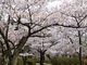 マックさんの鶴岡公園の桜の投稿写真7