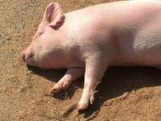 ݂̍ʎ{q@TC{NK[f΂̂Ђ΂̓eʐ^1