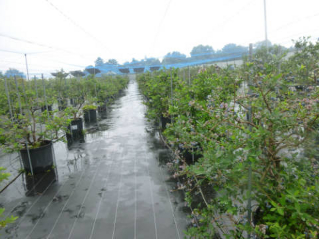 �u���[�x���[���_�����x���[