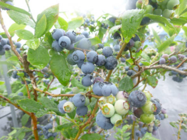 �u���[�x���[���_�����x���[