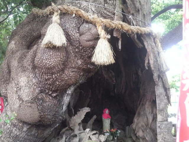 Ƃ񂳂̍ȓc̃NXmL̓eʐ^3