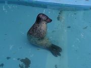 񂳂̂тЂ듮̓eʐ^1