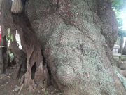 Ƃ񂳂̍ȓc̃NXmL̓eʐ^4