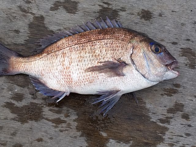 40�Z���`�̐^�₪�ނ��Ȃ�āI_�C��ޖx�@���ނ�̓��C