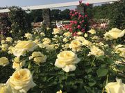 [҂̌PuVՒnEcΒño̓eʐ^1