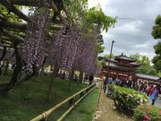 ���[�҂���̕����@�̂ӂ��̓��e�ʐ^1