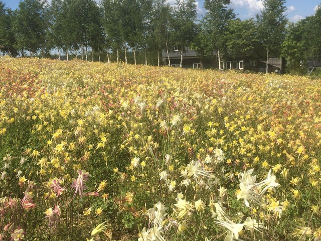 �炢�Ă����Ԕ����Ƃ�܂����B_�l�G�ʂ̋u