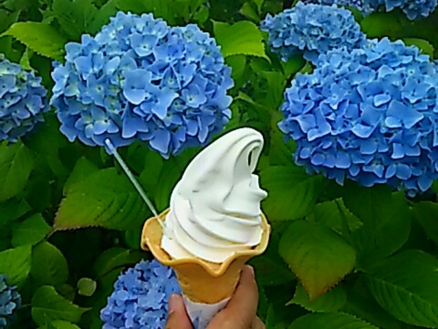 ���X�̃\�t�g�N���[���͔Z���Ŕ��������ł���B_�s���̐X