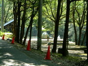 Ԃ񂳂̋{s̗΃Lv̓eʐ^2