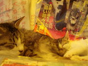 �����݂���̕󓖐_�Ђ̓��e�ʐ^1