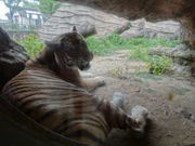 ܂̕xRst@~[p[N̓eʐ^1