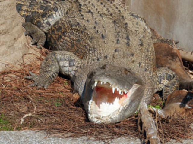 ���j_�S�R�n��