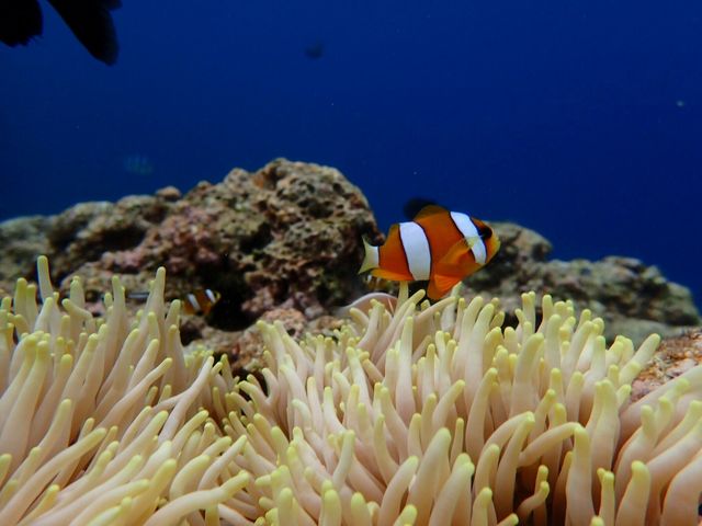 �K�C�h����̎ʐ^�A���ł�(^_^)v_B-nature