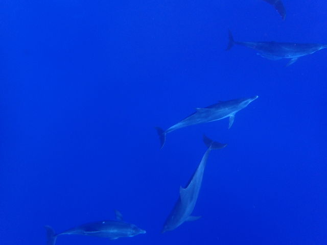 ���}���c�A�[�ł́A�C���J�����ɂ���܂����I�I�I�I_Sea Monk