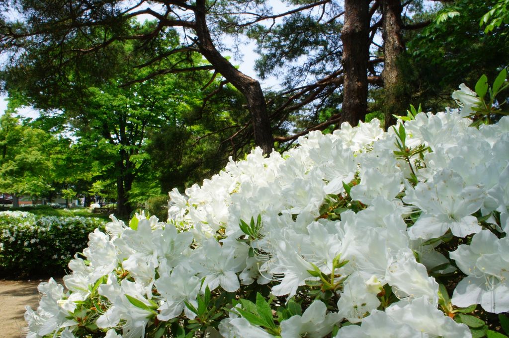 松ヶ池公園の白つつじ アクセス 営業時間 料金情報 じゃらんnet