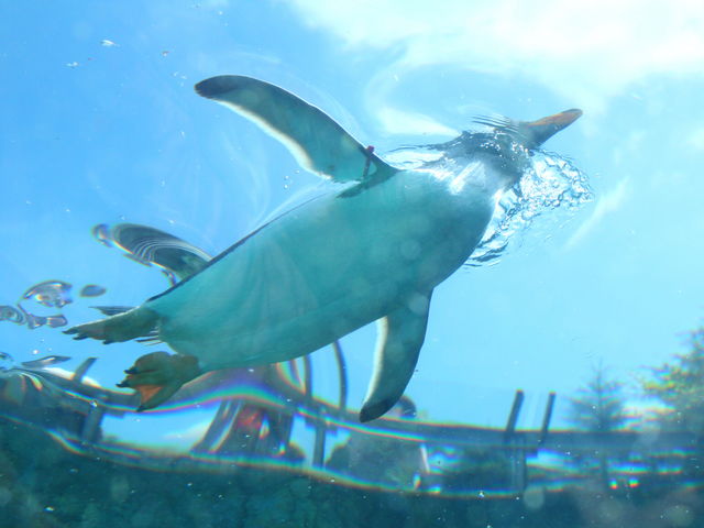 ������ς�_���R������