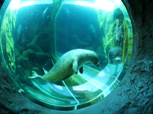 ������ς�_���R������