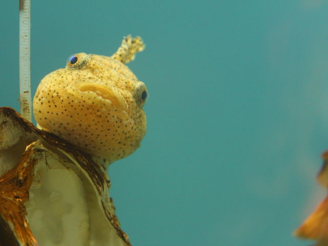 �����Ȑl�C��_���R������