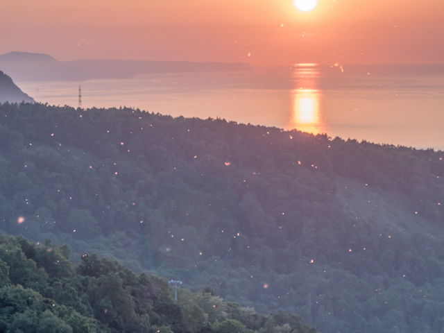 �Ă̓V��R�͗₽���Ȃ��Ⴊ�~��܂��B
�h���m�L�̖ȖсB_�V��R�W�]��