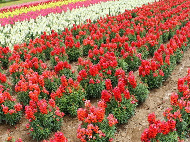 ���ꂪ�ς��������I�I_�l�G�ʂ̋u