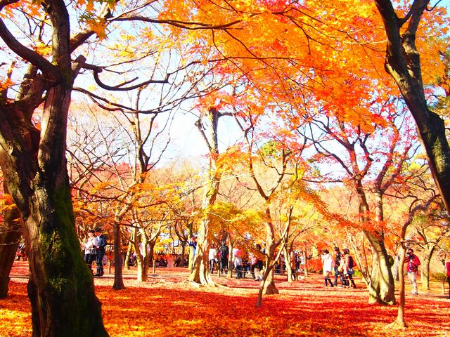 �Ԃ����イ���񂪃L���C�I_������