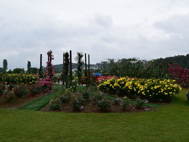 �o����_�����h�C�c��