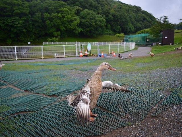 �J���̉H�΂���_�����h�C�c��