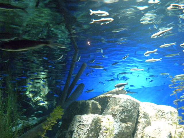 ����_�T�P�̂ӂ邳�Ɛ�ΐ�����