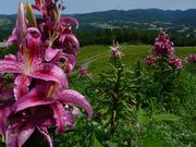 ߋT|~̃_Cih̓eʐ^3