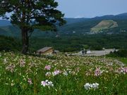 ߋT|~̃_Cih̓eʐ^4