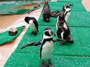 ܂邳̐__[f̐X̓eʐ^4