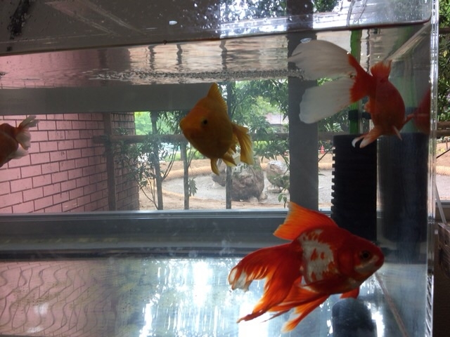 �A�N�A�}�������Ȃ킵��J���Z�~������