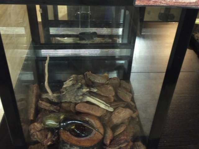 �A�N�A�}�������Ȃ킵��J���Z�~������