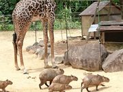 JsĵƂܓ@k݂̐X̓eʐ^1