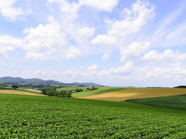 ���l�E�p�b�`���[�N�̘H�B_�p�b�`���[�N�̘H