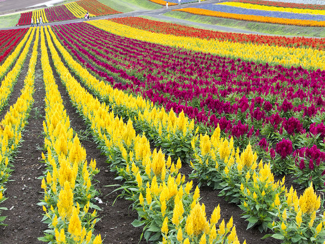 �l�G�ʂ̋u�̃X�g���C�v�A�����O�~�̂悤�ŁA������(*^_^*)_�l�G�ʂ̋u