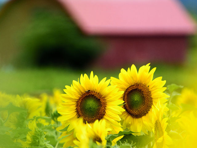 �l�G�ʂ̋u�A���Y���悤�ȂЂ܂�蔭���B_�l�G�ʂ̋u