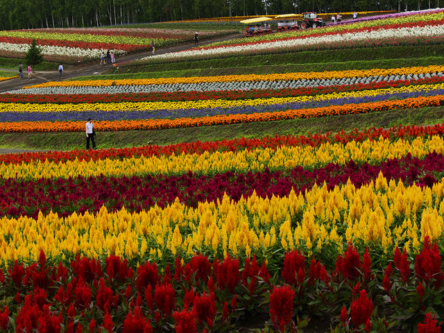 �X�g���C�v�̂��Ԕ����A�g���N�^�[�o�X���������i��ł����܂��B�����w���̐��E�ł��B_�l�G�ʂ̋u