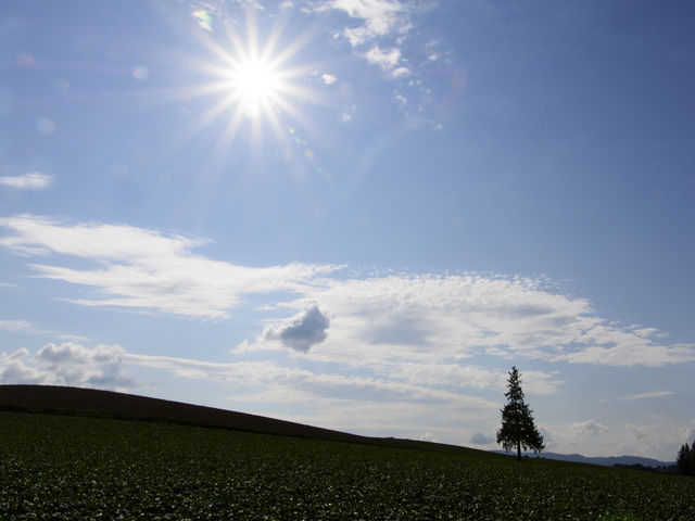 ���l�E�p�b�`���[�N�̘H�B�N���X�}�X�c���[�̖؁B_�p�b�`���[�N�̘H