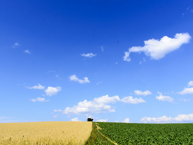 ���l�E�p�b�`���[�N�̘H_�p�b�`���[�N�̘H