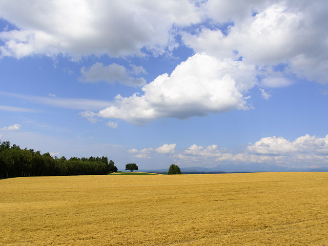 ���l�E�p�b�`���[�N�̘H�B_�p�b�`���[�N�̘H